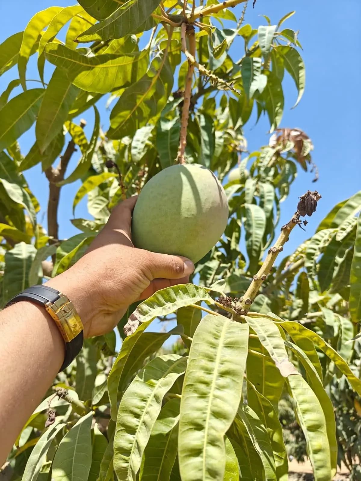 Egyptian farm rows supporting selected-partner sourcing