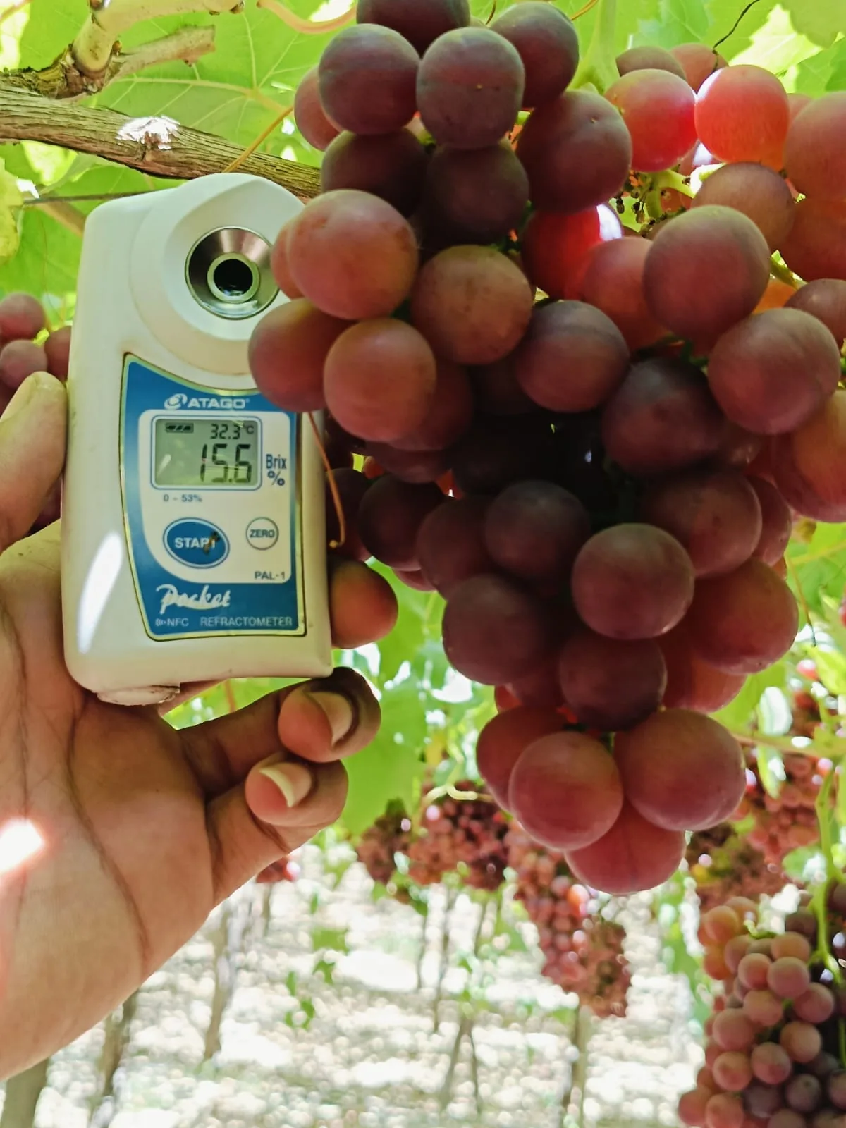 Grape Brix measurement
