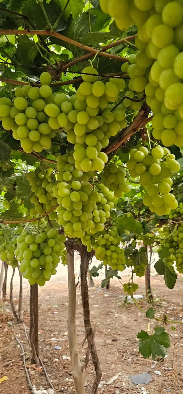 Green seedless grapes