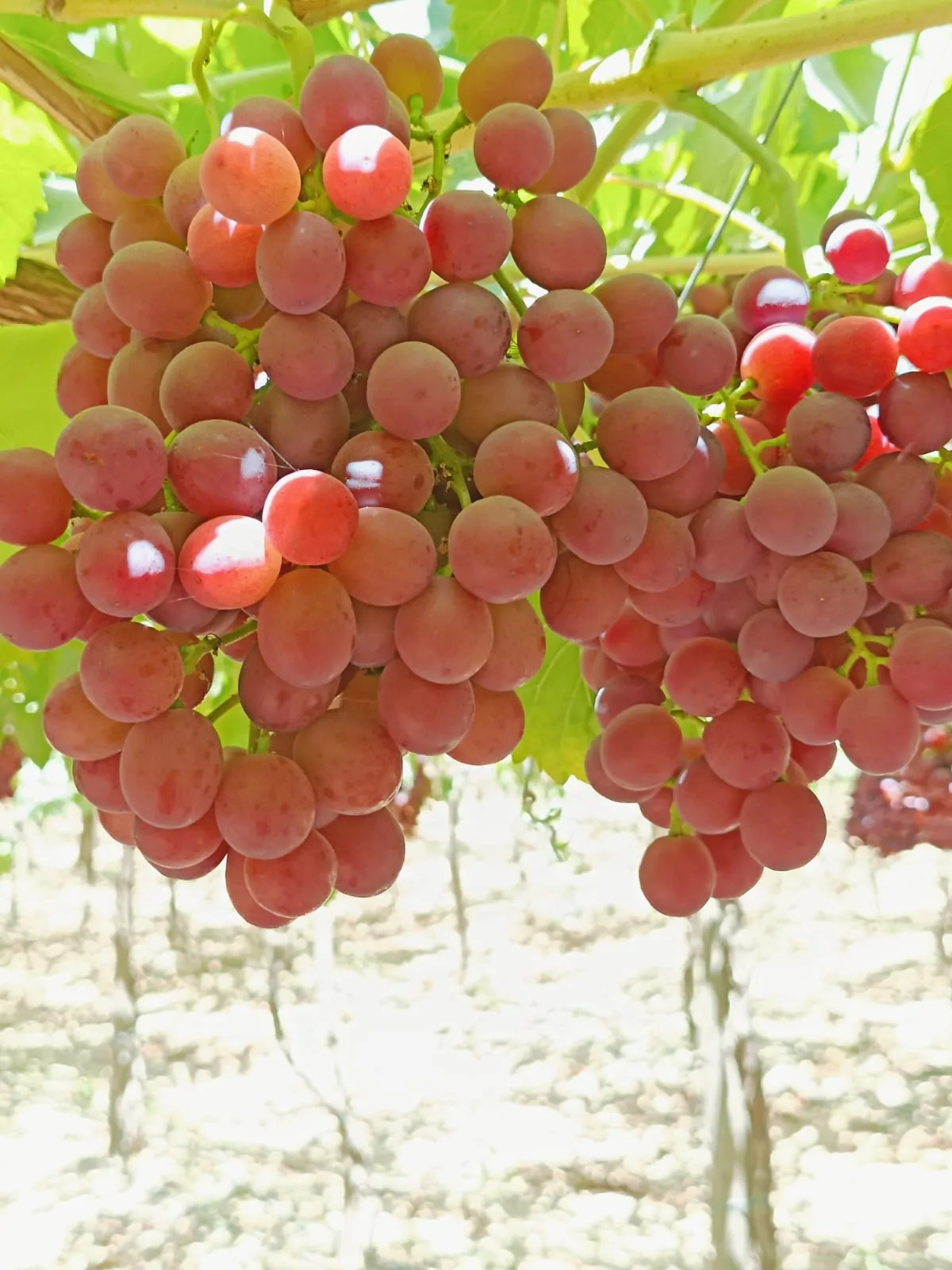 Red seedless grapes