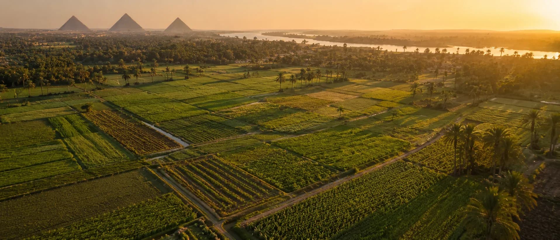 Egyptian agricultural land representing Teramar Fresh origin