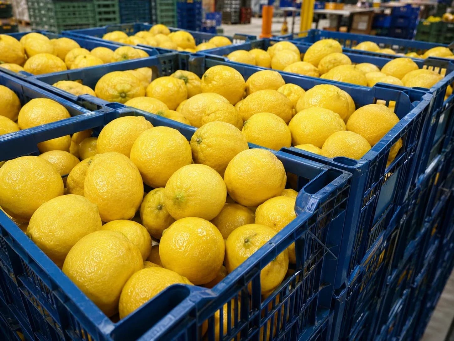 Lemons in plastic crates