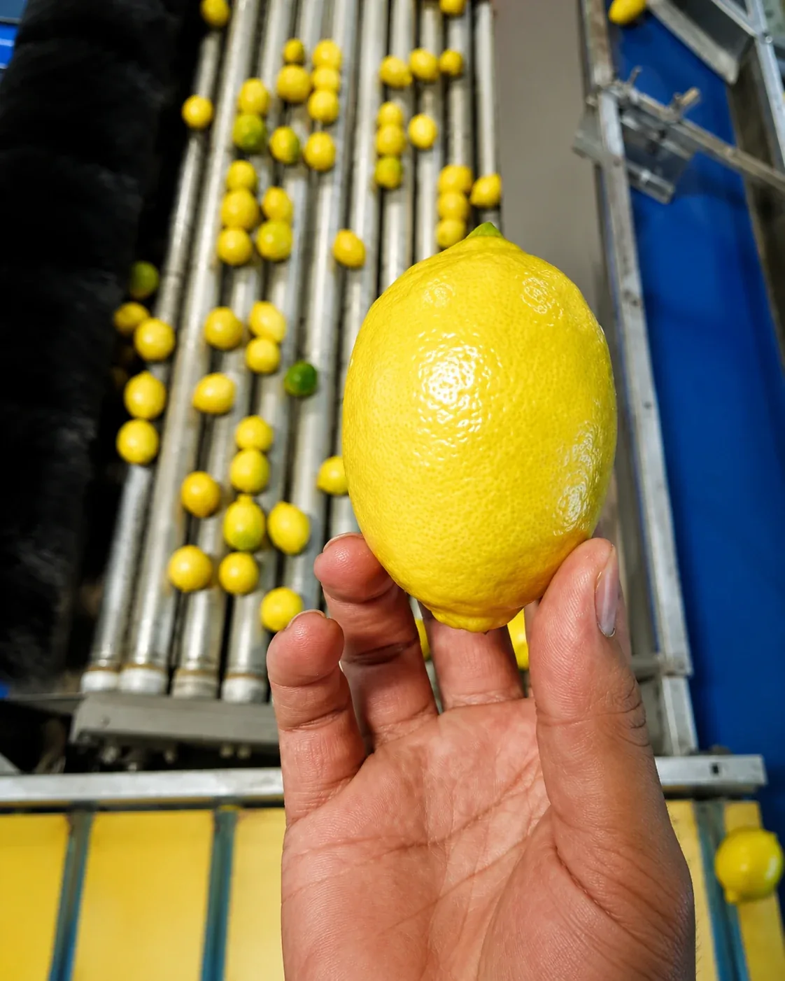 Lemon sorting line