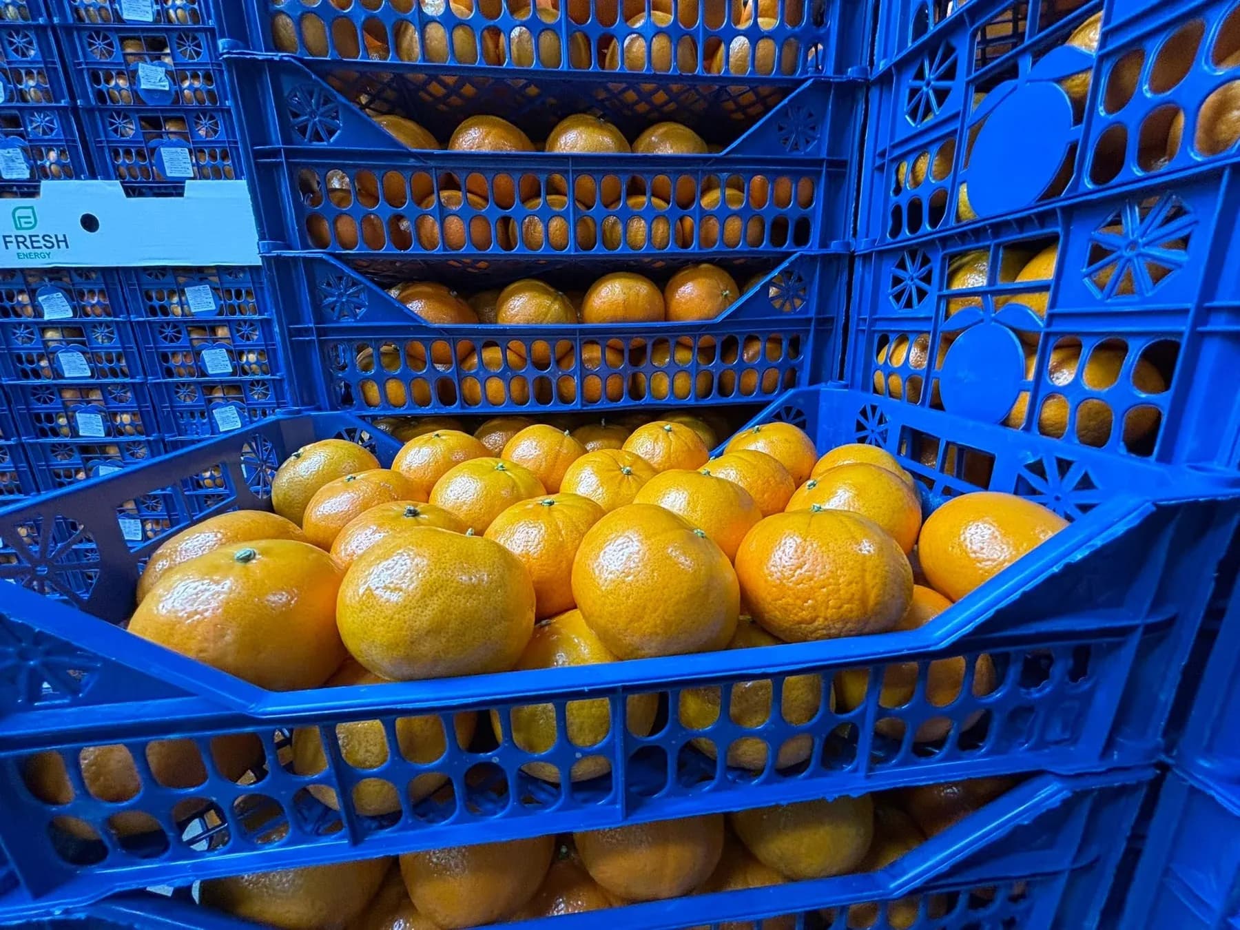 Murcott in blue crates