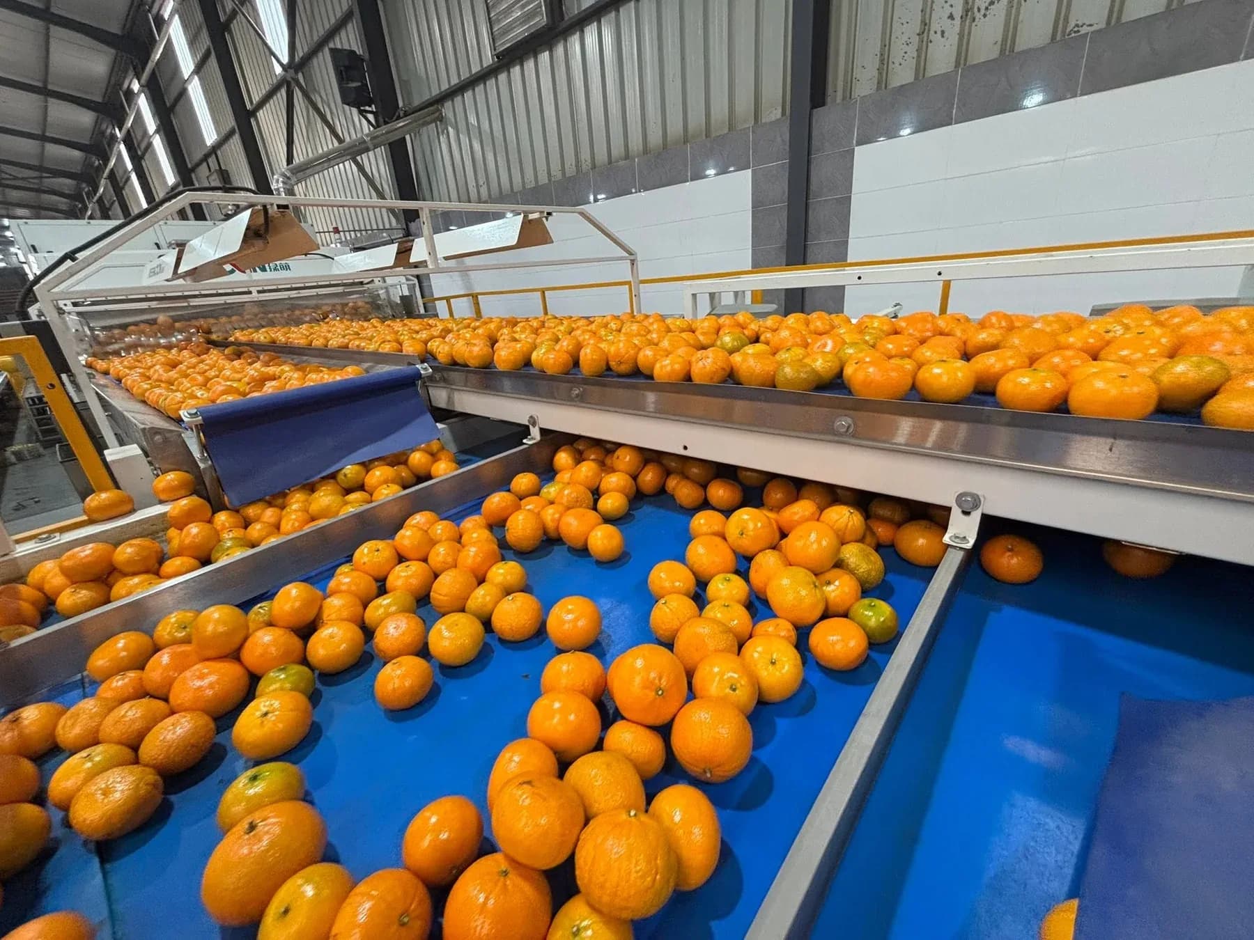 Murcott sorting line