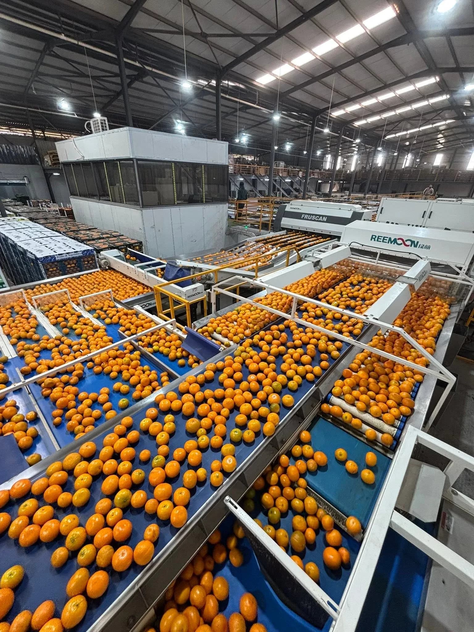 Egyptian Murcott on packing line