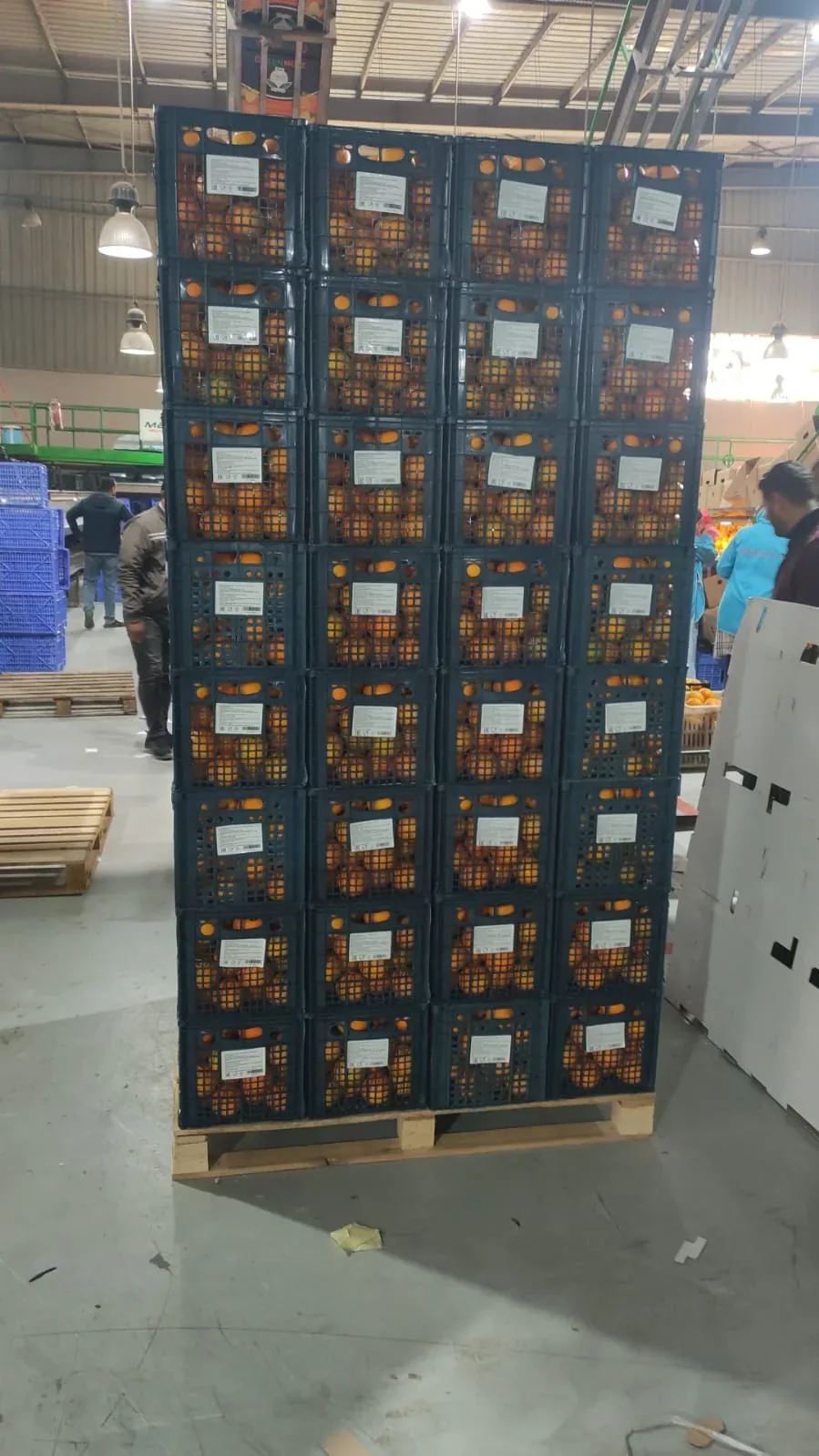 Palletized fresh produce prepared for export