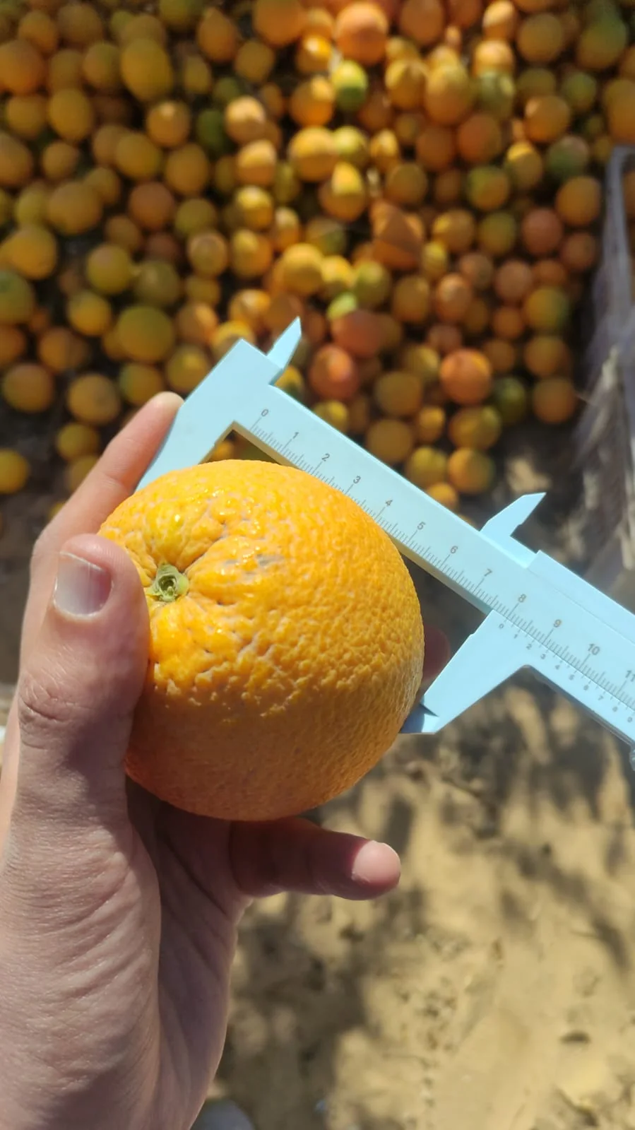Fresh produce size and quality check