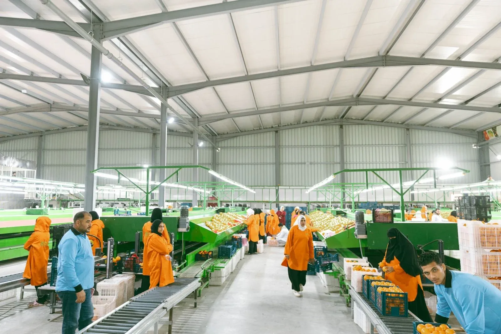 Selected packing partner preparing fresh produce
