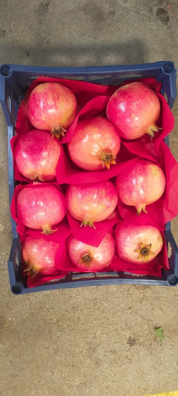 Pomegranate export packing