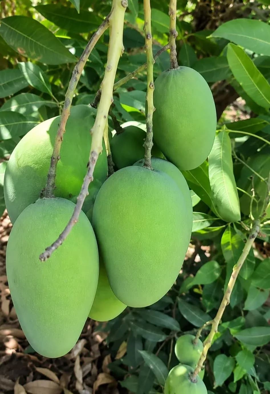 Ewais mango