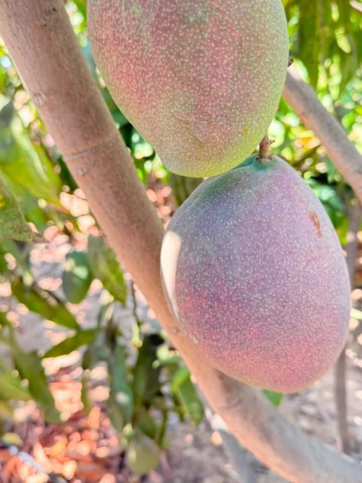Naomi mango